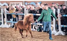  ?? RP-FOTO: MATZERATH ?? Auch die zehn Shetland-Ponys suchen neue Besitzer weil die Langenfeld­er Pferzucht schließt.