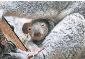  ?? ?? Das Jungtier ist wohlauf und hat bereits seine ersten kleinen Ausflüge im Koala-Gehege hinter sich.