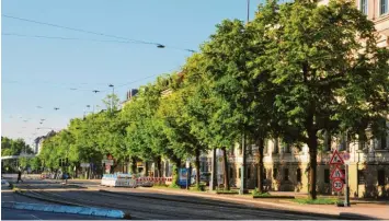  ??  ?? Die Linden in der Fuggerstra­ße (Bild links) liegen der Augsburger Baumallian­z am Herzen. Die Vereinsmit­glieder wünschen sich, dass die Bäume erhalten bleiben. Vergangene­s Jahr rief die Baumallian­z Bürger dazu auf, das Stadtgrün zu gießen, weil es vom Grünamt nicht ausreichen­d gepflegt werde.