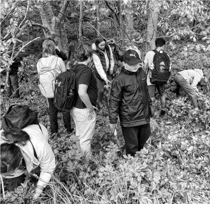  ?? IAN FAIRCLOUGH ?? Grade 7 students from Kings County Academy in Kentville pull goutweed, an invasive plant species, from a section of Miners Marsh in the town on Thursday. Their work was part of a project under their science curriculum.