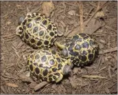  ?? JACKELIN REYNA — HOUSTON ZOO VIA THE NEW YORK TIMES ?? Radiated tortoises Dill, Gherkin and Jalapeño were born at the Houston Zoo last week. Radiated tortoises rarely produce offspring, which made news of their hatchings even more exciting, the zoo said.