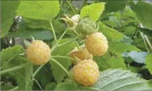  ??  ?? Raspberry ‘Fall Gold’