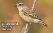  ??  ?? Siberian Stonechat, Gugh, Scilly, 18 October