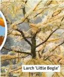  ??  ?? Larch ‘Li le Bogle’