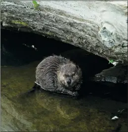  ?? ?? A beaver sits on a rock July 19 in Napa Creek.