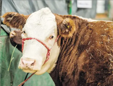  ?? BRANDON HARDER/FILES ?? Cattle will be centre stage this weekend at the Saskatchew­an Beef Expo being held at Prairielan­d Park. No entry fee.