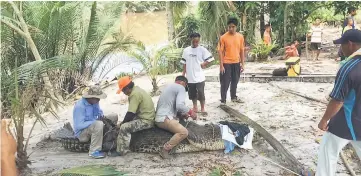  ??  ?? Village folk and SFC SWAT team working together to tie the reptile before sending it to the crocodile farm in Miri.