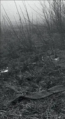  ?? Foto: THR ?? Rester etter utbryterne fra Srebrenica. Grusomme syn som dette åpenbarte seg i mange år etter at krigen var slutt.