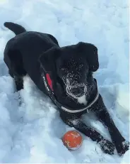  ??  ?? Snowy day out Rebecca Thomson sent in this picture of Lola at Holmhills Nature Park