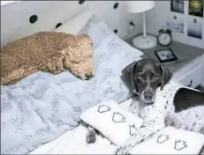  ??  ?? Mandy and Kevin Holesh’s dogs, Foxey Cleopatra, left, and Luna, lounge on the bed inside their camper.