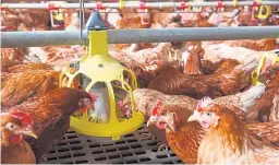  ??  ?? The European Court of Auditors says there has been good progress on animal welfare in the pig and poultry sectors.