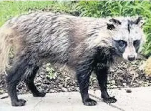  ?? Picture: NRW ?? A raccoon dog was captured and destroyed in Carmarthen­shire.