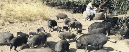  ?? Foto: Privat ?? Die Schweine werden seit Jahren von Menschen gefüttert und gepflegt.