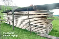  ??  ?? Paulownia timber drying.