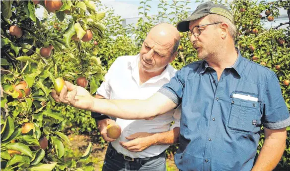  ?? FOTO: JENS LINDENMÜLL­ER ?? Voraussich­tlich nur noch für Most zu gebrauchen: Martin Hahn (links) und Dieter Mainberger begutachte­n die vom Sonnenbran­d betroffene­n Red-Prince-Äpfel von Klaus Willauer aus Ailingen-Berg.