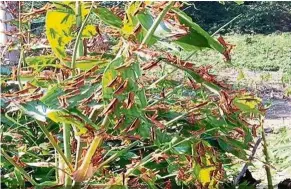  ?? — Vientiane Times/aNN ?? Pest attack: Plants in luang Prabang province infested with locusts.