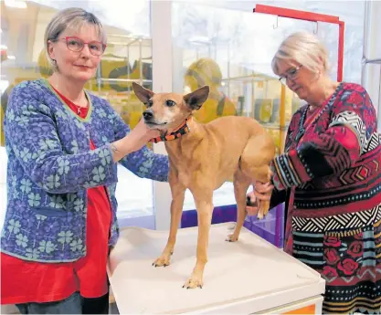  ?? FOTO: JOHANNA LEMSTRÖM ?? Ӗ Anna Barman och Eva Lemberg har drivit Djurhörnan i tolv och ett halvt år. Efter årsskiftet stänger butiken. Här klipper de klorna på podencon Sira.