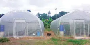  ??  ?? Outside view of Panu’s greenhouse­s in Surat Thani province.