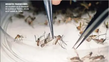  ??  ?? Mosquitos transMisio­nes son estudiados en un laboratori­o de la ciudad de Hutchins, ubicada en el Condado de Dallas