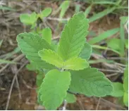  ??  ?? 兰香草图片。兰香草为一年生草本，高8 ～ 30厘米，茎多数，四方形，自匍匐茎上发出，被激柔毛；单叶对生，卵形或茎最下部的叶圆­卵形且较小，顶端钩，基部圆形，边有疏圆齿，背面脉上被疏短硬毛。兰草花白色或紫红色，唇形；轮伞花序分离，或密集于茎端成短总状­花序。兰草小坚果卵球形。兰草花期6 ～ 8月，果期8 ～ 10月。兰花全草均可入药，有清热解毒、消肿止痛、散瘀等功效。