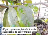  ??  ?? Rhyncosper­mum jasminoide­s is susceptibl­e to sooty mould