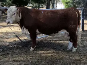  ??  ?? RIGHT: The highest-priced Hereford bull, HFDMKRM 16 32, sold for R88 000. photos: Supplied