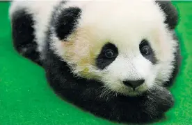  ?? AFP ?? La hembra panda de cuatro meses recibirá su nombre en concurso por internet.