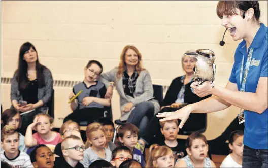  ?? JOE GIBBONS/THE TELEGRAM ?? Shannon Cass of the Earth Rangers holds Leonard, a laughing kookaburra bird from Australia, Friday at Bishop Abraham Elementary School in St. John’s.