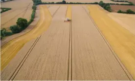  ??  ?? Field of dreams: grains growing in Suffolk. Photograph: Graeme Robertson for the Guardian