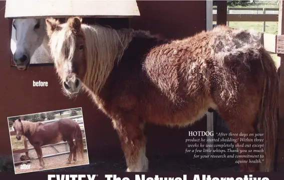  ??  ?? after before HOTDOG “After three days on your product he started shedding! Within three weeks he was completely shed out except for a few little whisps. Thank you so much for your research and commitment to equine health.”