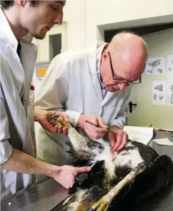  ??  ?? Präparator Matthias Krüger (rechts) vom Institut für Spezielle Zoologie und Evolutions­biologie im Phyletisch­em Museum der Universitä­t Jena mit dem jüngst aufgefunde­nen toten Steinadler. FOTO: ANNE GÜNTHER