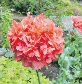  ?? HELEN CHESNUT PHOTOS ?? These poppies were self-sown, or “volunteer” plants. The seed pods that follow the flowers will hold seeds used in baking.