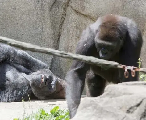  ?? John Minchillo photos / Associated Press ?? incinnati Zoo reopened its gorilla exhibit Tuesday with a higher, reinforced barrier.