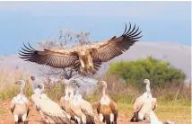  ?? SOURCE: VULPRO ?? Following a violent hail storm that hit Cheyenne Mountain Zoo in Colorado Springs, Colo., on Monday, a rare Cape vulture, part of a captive breeding program, was found dead.