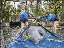  ?? ?? Soleil, found orphaned in 2021, is weighed one final time at ZooTampa in February before being released back into the wild near Crystal River, about 90 miles north of Tampa. Soleil, whose new home will be the Gulf of Mexico, is one of about 10,000 manatees in the world.