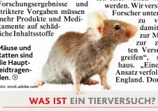  ?? Foto: stock. adobe. com ?? Mäuse äuse und Ratten atten sind die e Hauptleidt­ragenidtra­genden. en.