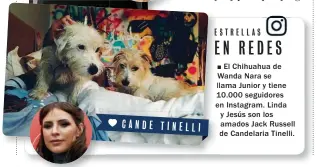  ?? FOTOS: CEDOC ?? El Chihuahua de W Wanda Nara se ll llama Junior y tiene 1 10.000 seguidores e en Instagram. Linda y Jesús son los amados Jack Russell d de Candelaria Tinelli.                            