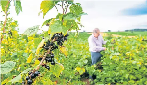  ??  ?? PURPLE REIGN: Dundee blackcurra­nt farmer Andrew Husband inspects the berries he is growing for Ribena, which is investing in its crops