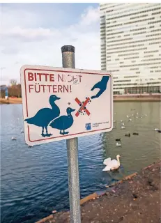  ?? RP-FOTO: ANNE ORTHEN ?? Mit Schildern macht die Stadt im Hofgarten auf das Fütterungs­verbot für die Wasservöge­l aufmerksam.