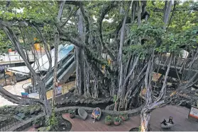  ?? ?? The enormous banyan tree is all that remains of the old Internatio­nal Marketplac­e mall in the Waikiki neighborho­od of Honolulu, Hawaii.