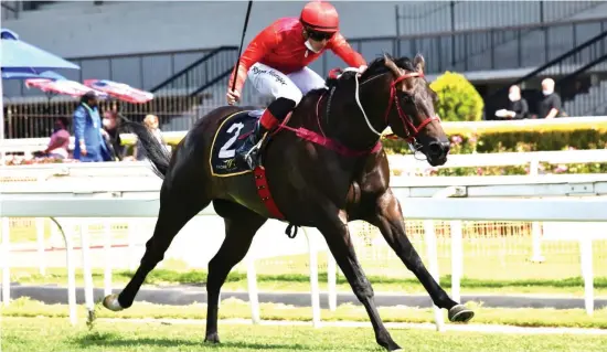  ?? Picture: JC Photograph­ics. ?? CONDITION. William Robertson is fit and well and runs against horses warming up for future feature races so that should give him an advantage in Race 6 at Hollywoodb­ets Scottsvill­e tomorrow, a Pinnacle takes over 1600m.