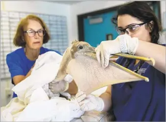  ?? Jay L. Clendenin Los Angeles Times ?? MARY LAWRENCE TEST, left, a volunteer since 2011, assists rehabilita­tion technician Miranda Starr during the examinatio­n of a brown pelican at the Internatio­nal Bird Rescue Center in San Pedro.
