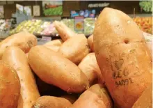  ?? JAMES BROOKS/AP ?? Laser branded sweet potatoes are displayed at the ICA Kvantum supermarke­t in Malmo, Sweden. Something high-tech is happening in the produce aisle at some Swedish supermarke­ts, where laser marks have replaced labels on the organic avocados and sweet potatoes.