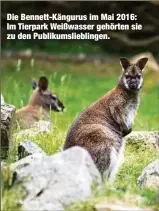  ??  ?? Die Bennett-Kängurus im Mai 2016: Im Tierpark Weißwasser gehörten sie zu den Publikumsl­ieblingen.