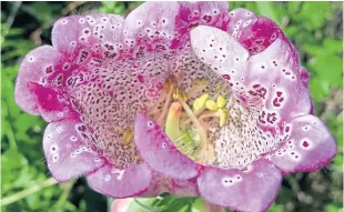  ??  ?? The beautiful foxglove. Read more about it in the column above. c