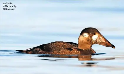  ??  ?? Surf Scoter, St Mary’s, Scilly, 29 November