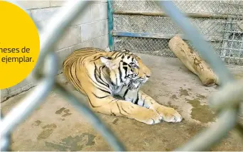  ?? / Foto: Mariela Tapia ?? Buenas condicione­s de salud mostró el felino.