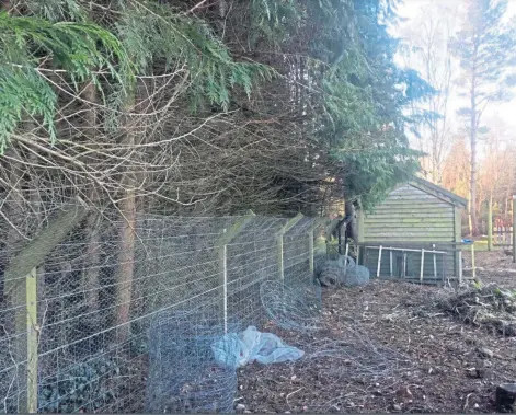  ??  ?? SHADE: Neighbour Andrew Clark blamed the 62ft leylandii trees for thwarting his efforts to grow fruit and vegetables.