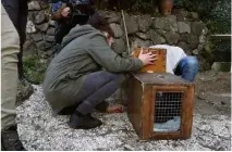  ?? (Photos J. T.) ?? Hier, des bénévoles ont récupéré une chatte très amaigrie qu’ils ont ensuite emmené dans une clinique vétérinair­e.