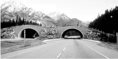  ??  ?? Wildlife crossing structure in Banff National Park in Alberta, Canada.